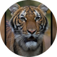 BengalTiger1234