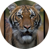BengalTiger1234